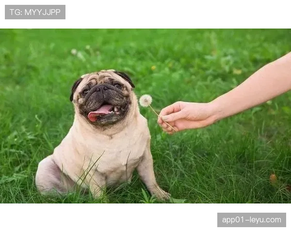 扎克拉文家的狗都比我会花钱